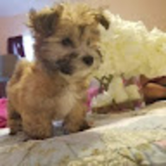 Meet your Posher, Kayla - Picture 1 of 1